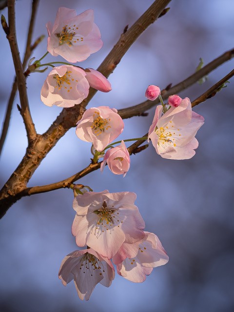 Early Morning Cherry Blossoms Photo Shoot-Debby Berlyne