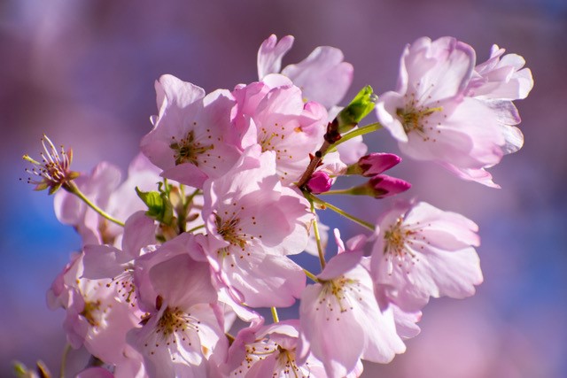 Fieldwork Photo Basics - Cherry Blossoms-Lindsey Queener