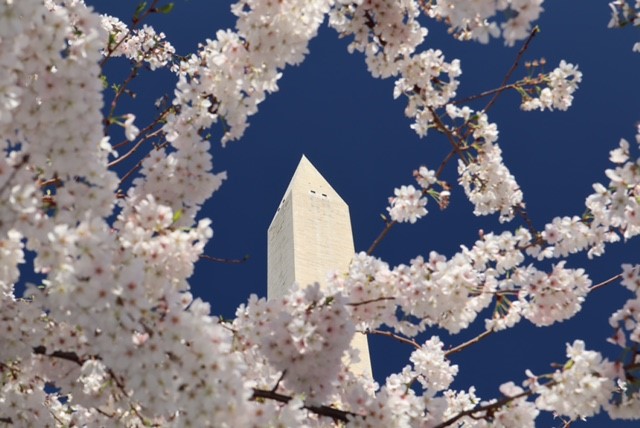Fieldwork Photo Basics - Cherry Blossoms-Sue Morris