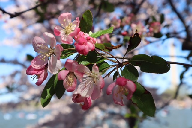 Fieldwork Photo Basics - Cherry Blossoms-Sue Morris